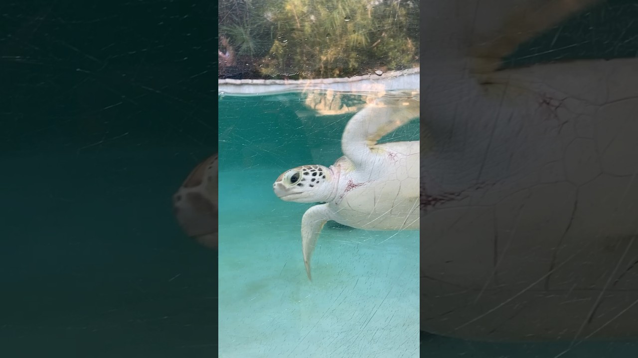 Is Human Extinction Preventable? Earth Thrives After a Mass Extinction. feat. Baby Sea Turtles