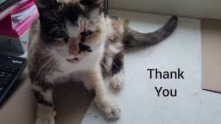 Cat says 'thank you' when you bring her some treats