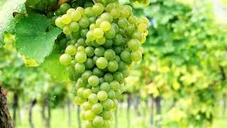 4k Video | Green Grapes | 4k Fruit Video | Test your Screen Resolution | Amazing Nature