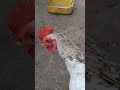 Cute Chicken Chicken Adorablechicks Freerangechickens Cutechickens Kuku Ufugajiwakuku Cute Chicken Chicken Adorablechicks Freerangechickens Cutechickens Kuku Ufugajiwakuku
