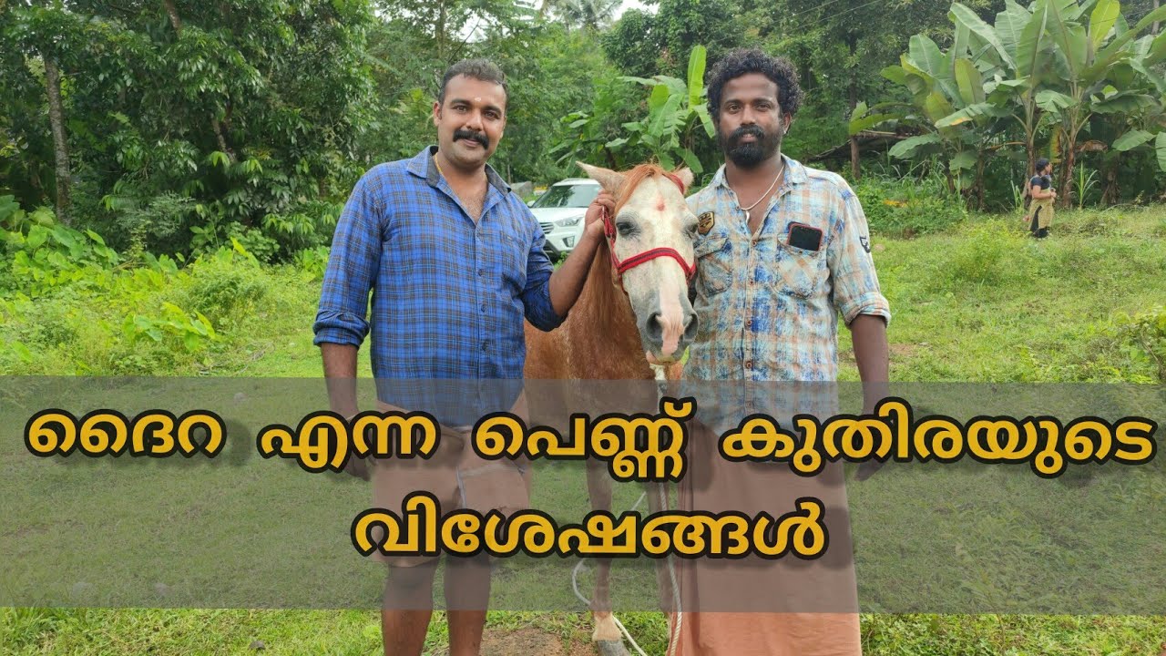  കുതിര വിശേഷങ്ങൾ Horse malayalam YouTube