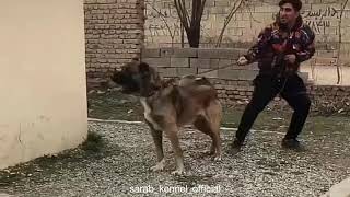️ Arthur, a brave boy! Sarabi dogs are not afraid of anything.| From Iran