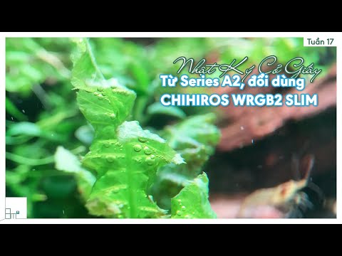 Video Tuần 17 | Từ Đèn LED Series A2 Đổi Dùng CHIHIROS WRGB2... - youtube