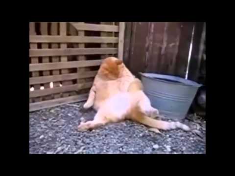 Funny Fat Cats  Best Fail Cat  En Komik Kedi Failleri