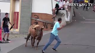 Festival Banteng Paling Berbahaya di Dunia