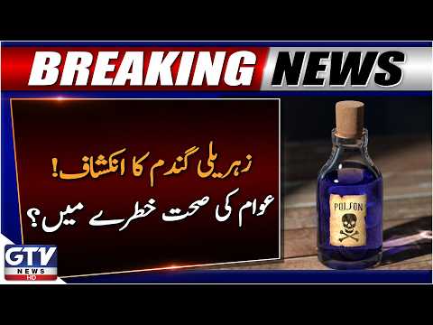 Public Health at Risk? Dangerous Wheat Reported in Nowshera Warehouses | Breaking News | GTV News