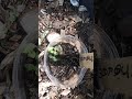 Magical Musical Garden Tour -June 2, 2022