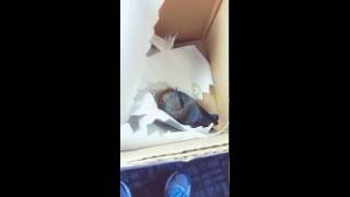 Poor blue bird cant fly