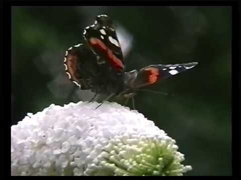 Video: Wie Sieht Ein Admiral Schmetterling Aus?