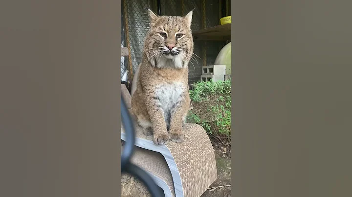 Chatting with the World's Prettiest Bobcat #shorts #animals - DayDayNews