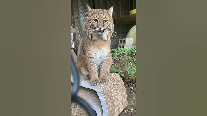 Chatting with the World's Prettiest Bobcat #shorts #animals
