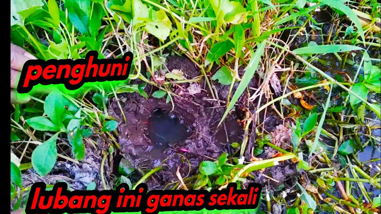 Mancing belut di kolam kangkung wooo ganasnya tiada duwanya 