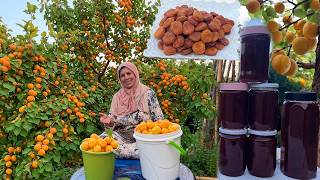 جني المشمش البلدي 🍑 طريقتي السحرية لتجفيف المشمش في البيت بدون مواد حافظة مع أحسن مربى منزلي ✨