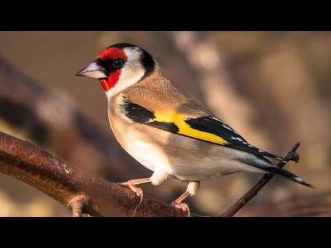 تغريد الحسون الملكي ساعة كاملة من تغريد الحسون الخلوي تغريد الحسون المغربي الخلوي 