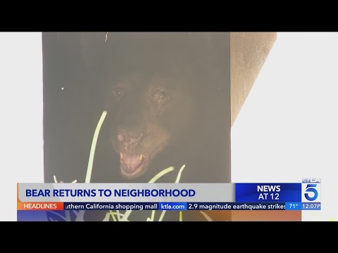 Curious bear keeps