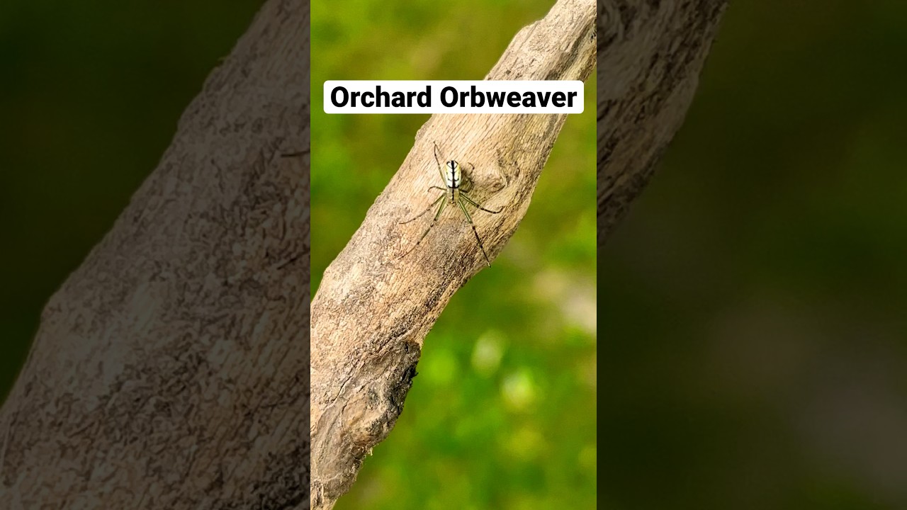 Orchard Orbweaver spider 😱 