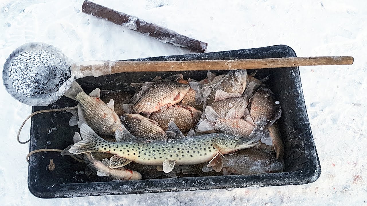 Зимняя рыбалка на сети. Подлёный лов щуки и карася - YouTube