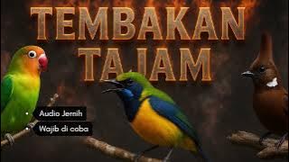Masteran Burung Kombinasi Tembakan Tajam #masteranburung #kicaumania 