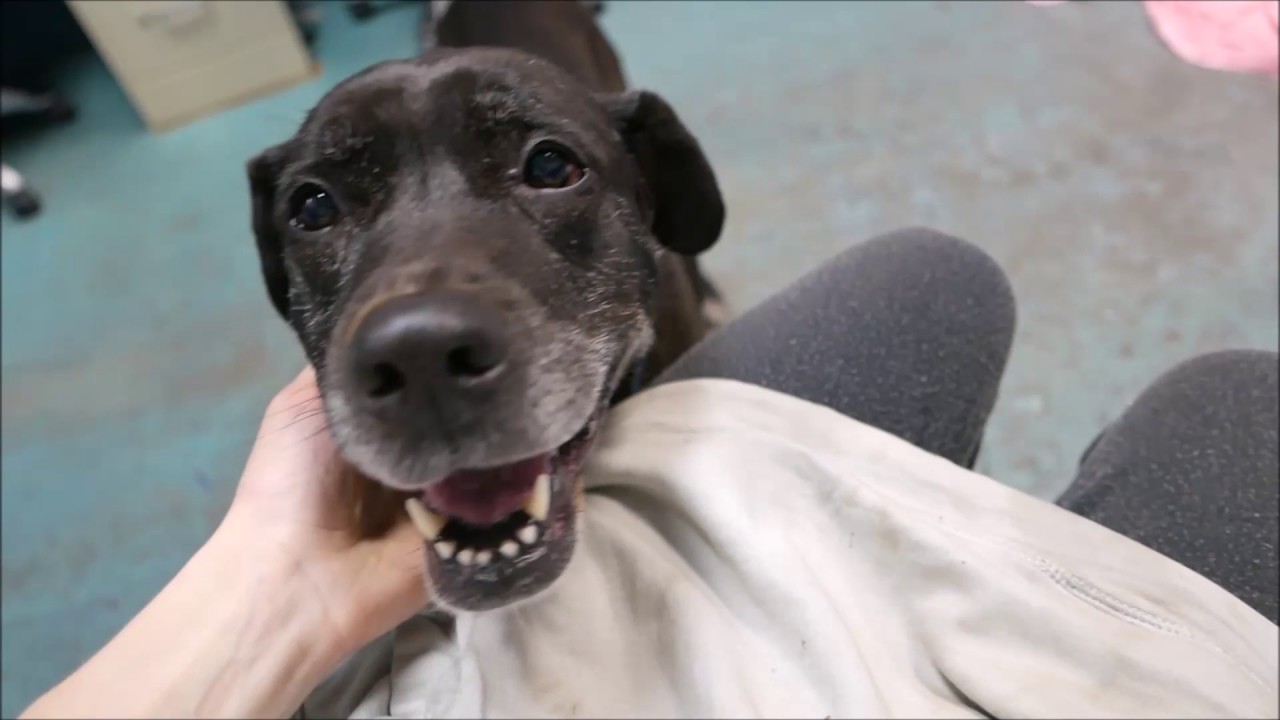 Sugar - A0891886 - Brooklyn ACC camera iphone 8 plus apk