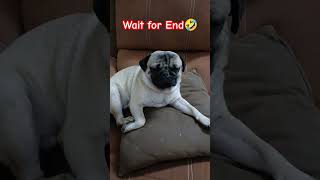 Wait for end  #shortsfeed #trending #viral #shorts