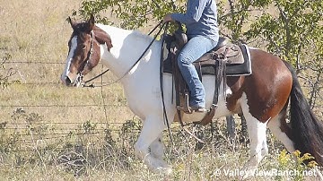 Wyatt***For info, price, etc., go to our website: ValleyViewRanch.net***