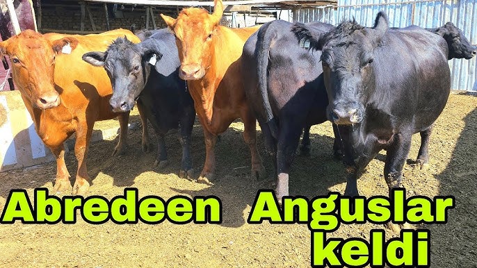 Rus yulduzlar bilan porno video Qanday qilib sik mushukka sigadi? (Foto)