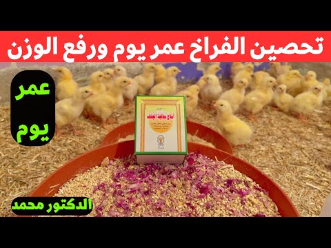 أستقبال وتحصين الكتاكيت عمر يوم بطريقة علميه صحيحه مع الدكتور