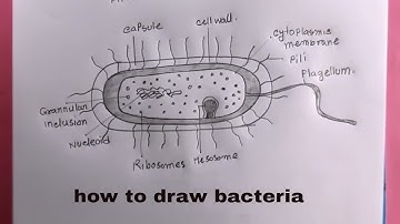 how to draw bacteria easy/easy bacteria drawing