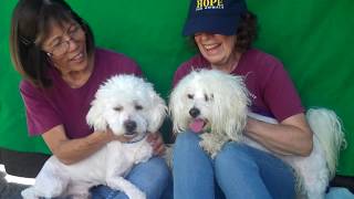 RESCUED/ADOPTED! A5106611 Chongo | Maltipoo Puppy A5106612 Charles | Maltipoo