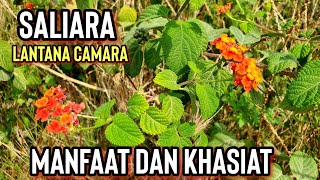 MANFAAT SALIARA, TAHI AYAM ATAU TEMBELEKAN UNTUK KESEHATAN | Lantana camara