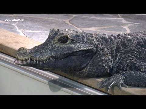 Video: Pasovci: Zvířata, současníci dinosaurů