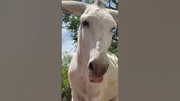 Donkey Sucking On Tongue Shorts 