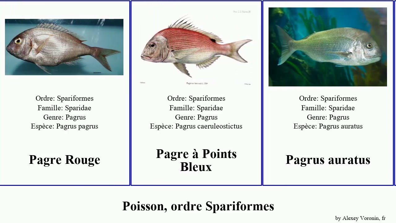 Fish, ordre Spariformes denté sar commun pagre auratus latus Cap Rayé Acanthopagrus Gros Sargue