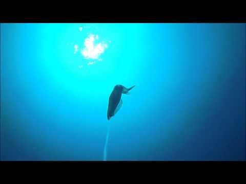 Traina col vivo    Ripresa subacquea  Ottobre 2015