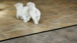 Maltipoo Puppies For Sale John Stoltzfus
