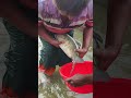Amazing Breeding System🐟 #viral
