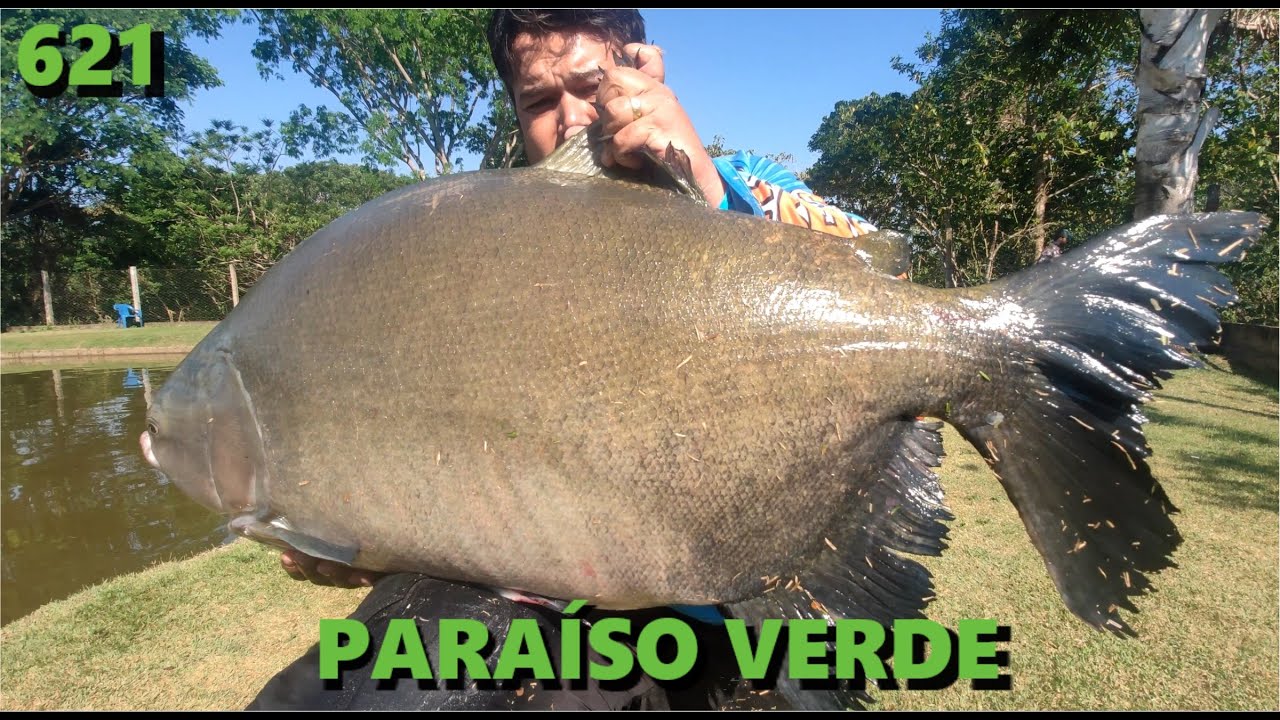 O Paraíso Verde dos Tambas Gigantes - Fishingtur Pesca 621