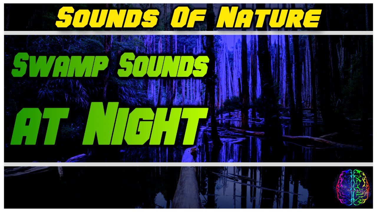 Swamp Sounds at Night Frogs, Crickets, Light Rain, Forest Nature Sounds