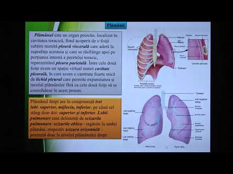 Pregatire de BAC la Biologie. Lecția 15: Anatomia omului. Sistemul respirator. Sistemul digestiv.