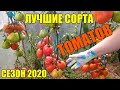Лучшие сорта томатов 2020