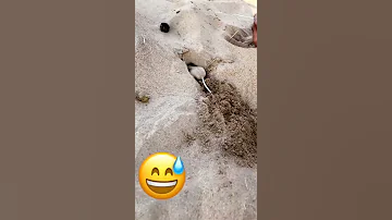 جربوع Mouse يحفر Shorts 