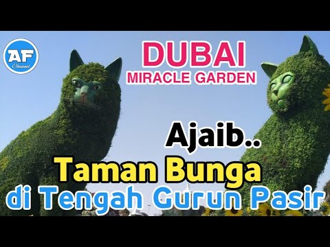 Video: Keajaiban Dunia Arab: Taman Bunga Di Dubai