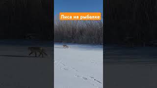 Первый лед. Лиса на рыбалке. Нура. Коргалжын #fishing #рыбалка #судак #балансир #охотник #pike