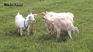2 female Goat Meet a Young Saanen Male Goat At Farm - Awesome Meeting Goats
