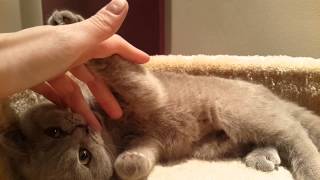 4 months old lilac British shorthair kitten