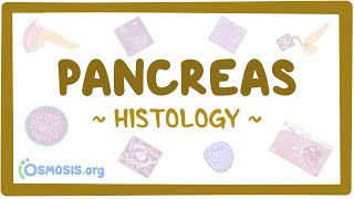 Pancreas: Histology