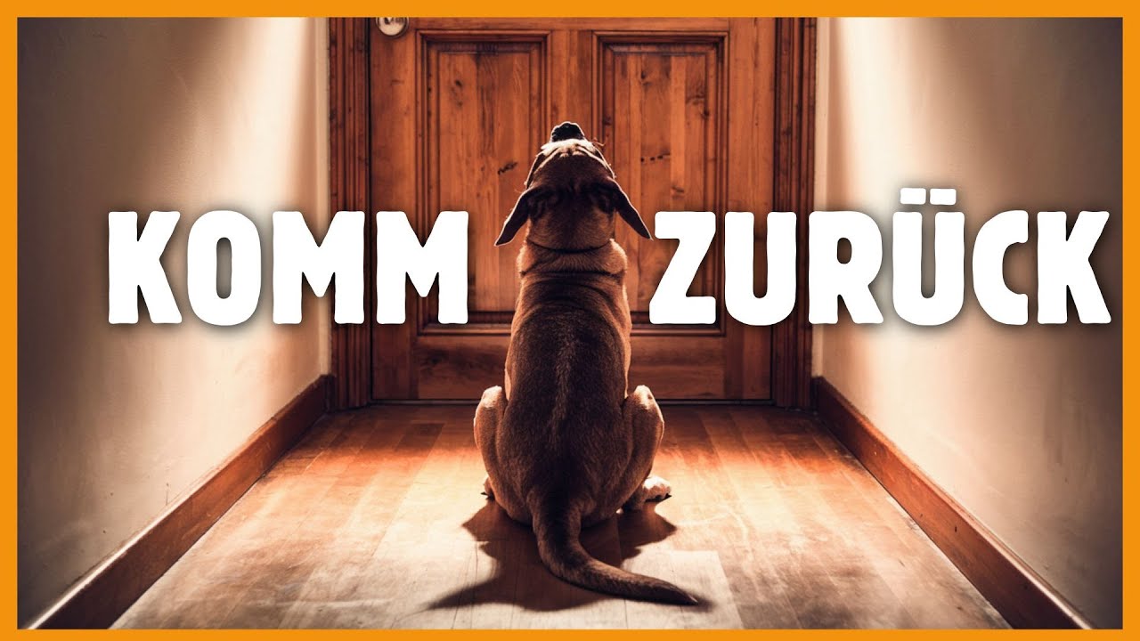 Hund alleine bleiben beibringen - Mit diesen Tipps klappt das