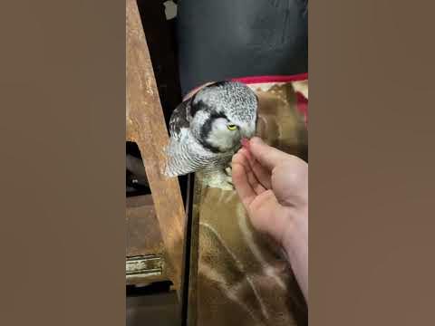 Ястребиная сова, курс реабилитации - YouTube