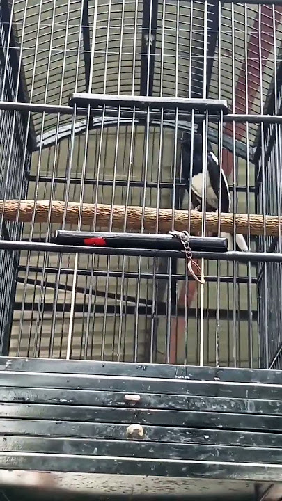 PALING DICARI KICAU MANIA SUARA BURUNG SEPERTI INI PANCINGAN CEPAT NGEPLONG