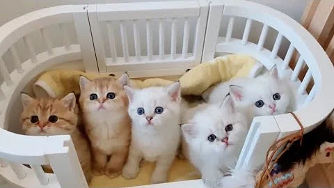 Watch the video about Cutest baby kitten Funny videos compilation videos part 7